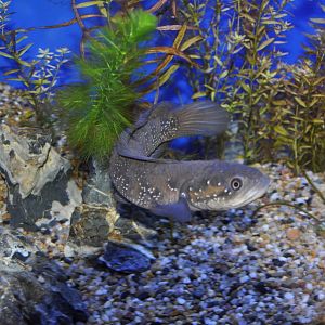 2015-05-25 Small Snakehead