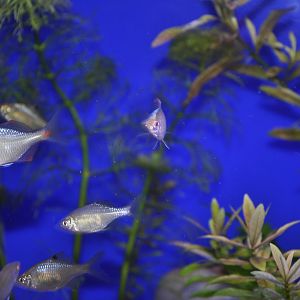 2015-05-25 Chinese Bitterling