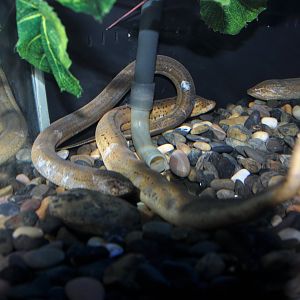 2015-05-25 Swamp eel