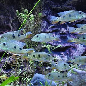 2015-05-25 Three spotted eatheater