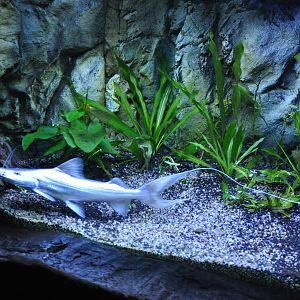 2015-05-25 Gilded Catfish