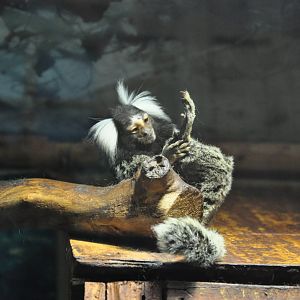 2015-08-13 Common marmoset