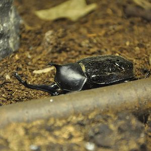 2015-08-13 Japanese rhinoceros beetle