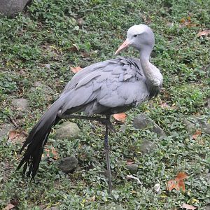 2017-10-02 Blue crane