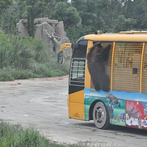 2017-10-02 Brown Bear