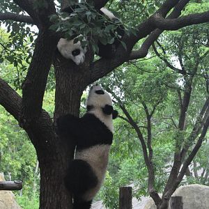 2017-10-02 Giant panda cub