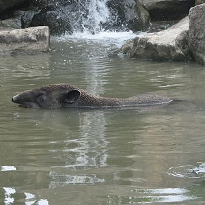 2017-10-02 Baird's tapir