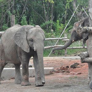 2017-10-02 Herd of African bush elephants