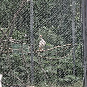 2017-10-02 Crested ibis