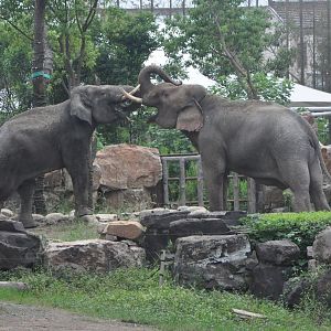 2017-10-02 Asian elephant