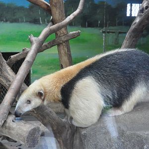 2017-10-02 Tamandua