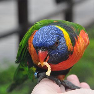 2017-10-02 Rainbow lorikeet