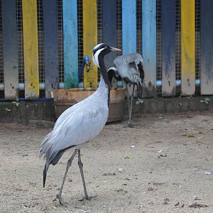 2016-07-17 Demoiselle crane