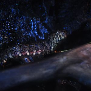 2016-07-17 Chinese crocodile lizard