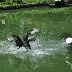 2016-07-17 Blcak swan