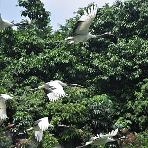 2016-07-17 Red-crowned crane