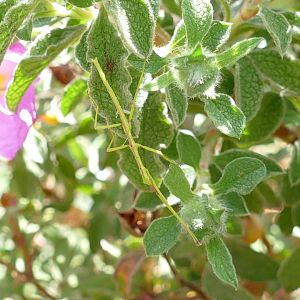 A Devonshire Stick Insect, May 2018