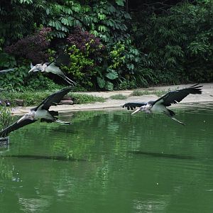 2016-07-17 Marabou stork