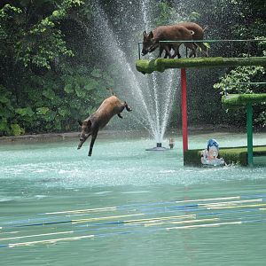 2016-07-17 Boar diving