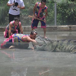 2016-07-17 Siamese crocodile show