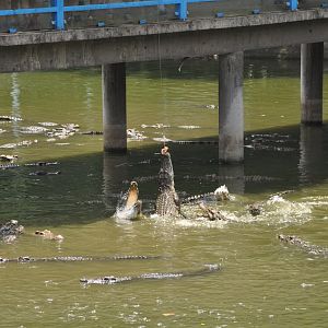2016-07-17 Siamese crocodile