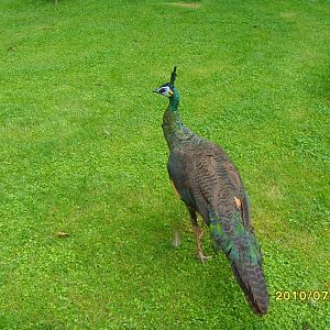 Green peafowl