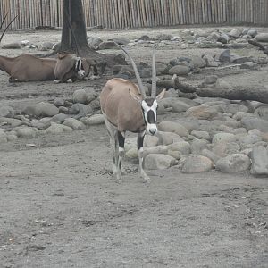 2017-10-02 Is it Beisa?