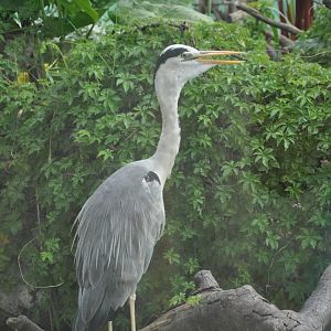 2016-07-17 Grey heron
