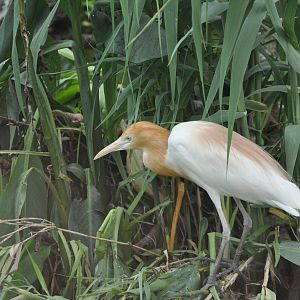 2016-07-17  Eastern cattle egret