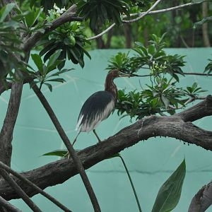 2016-07-17 Chinese pond heron