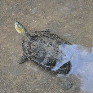 2016-07-17 Chinese stripe-necked turtle