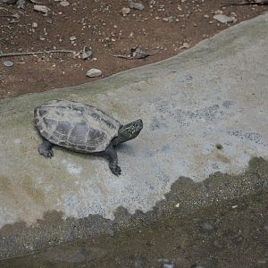 2016-07-17 Chinese pond turtle