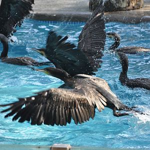 2016-07-17 Cormorant show