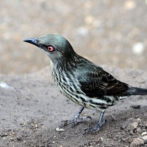 Asian Glossy Starling female