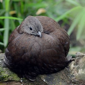 Bronze Tailed Peacock Pheasant