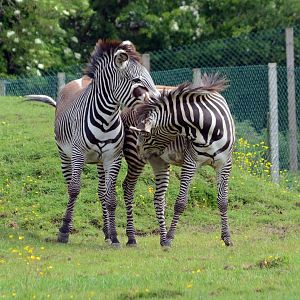Grevy's Zebra