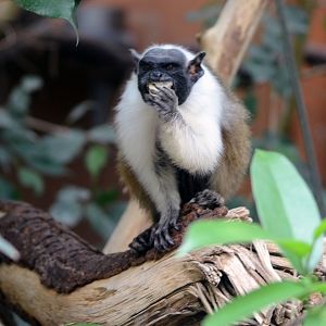 Pied Tamarin