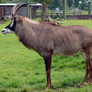 Roan Antelope
