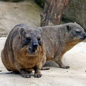 Rock Hyrax