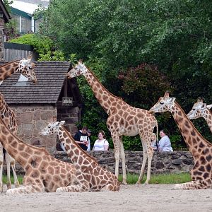 Rothchild's Giraffe Herd