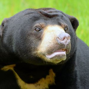 Sun Bear