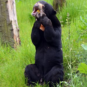 Sun Bear