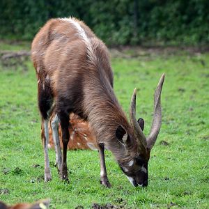 West African Sitatunga male
