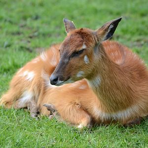 West African Sitatunga female