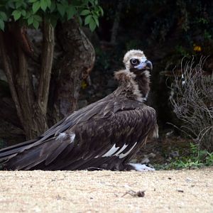 European Black Vulture