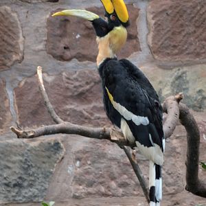 Great (Indian) Hornbill
