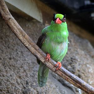 Javan Green Magpie