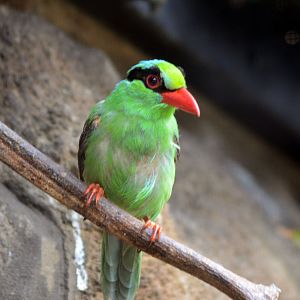 Javan Green Magpie