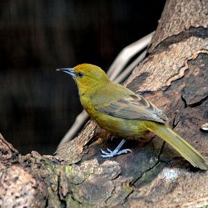 Montserrat Oriole Female