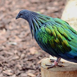 Nicobar Pigeon